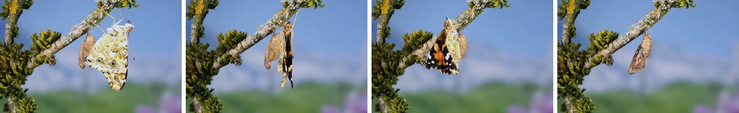 Four frames of NaturalBench-Video item 1481: a butterfly beside its chrysalis on a twig, and finally the chrysalis alone.